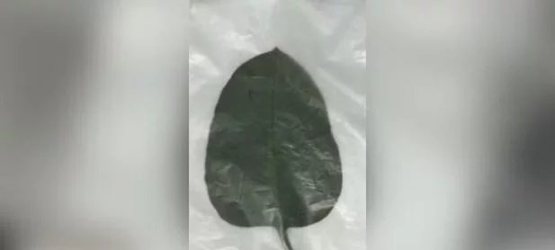 Mulher morre após comer planta tóxica confundida com couve em Patrocínio (MG) - Imagem do artigo