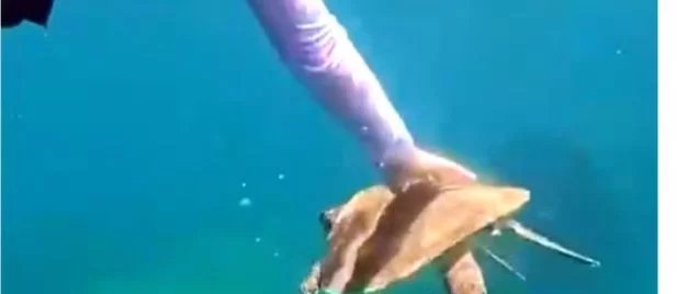 Turista é multada em R$ 10 mil por tocar em tartaruga-marinha em Fernando de Noronha - Imagem do artigo